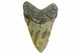 Fossil Megalodon Tooth - North Carolina #374056-2